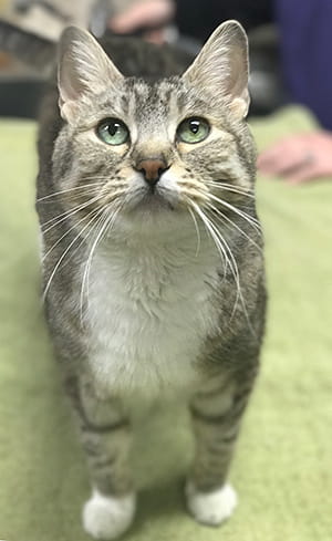 MAMA Cat