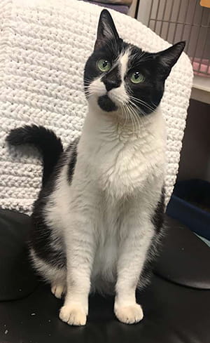 OZZIE Cat