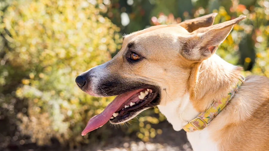 Brown and white dog outside in the sun