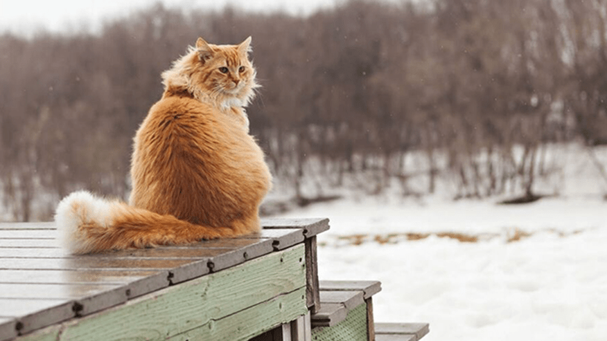 876x493 adobe ca Microchipping