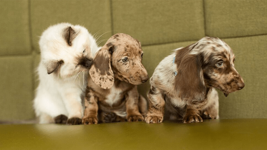 876x493 adobe ca Vaccinations