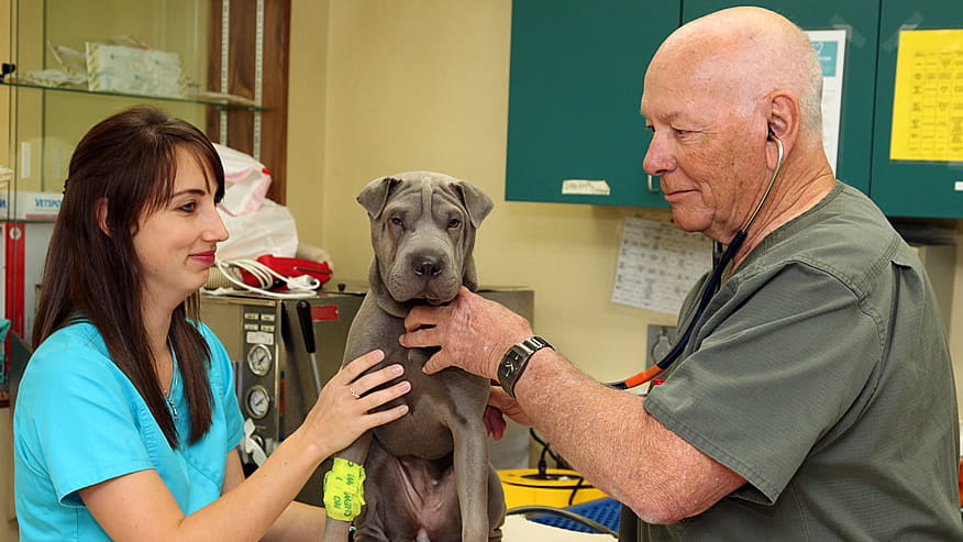 Preventive Care in Costa Mesa, CA | VCA Airport Irvine Animal Hospital