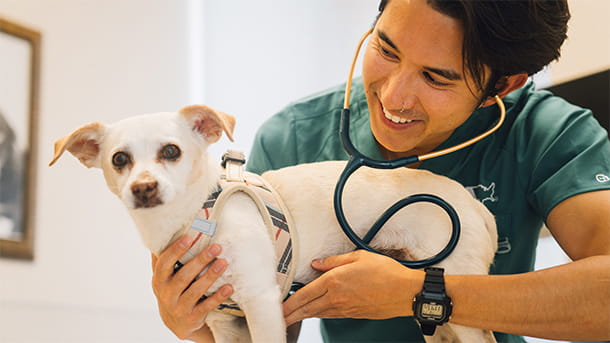 A veterinarian listening to a dog's heart with a stethoscope
