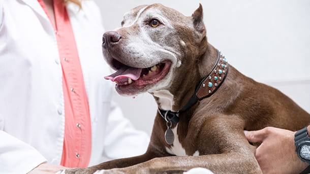 VCA ASEC oncologist examining a dog