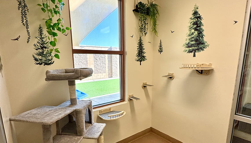 Cat boarding room at VCA Bakersfield Animal Hospital