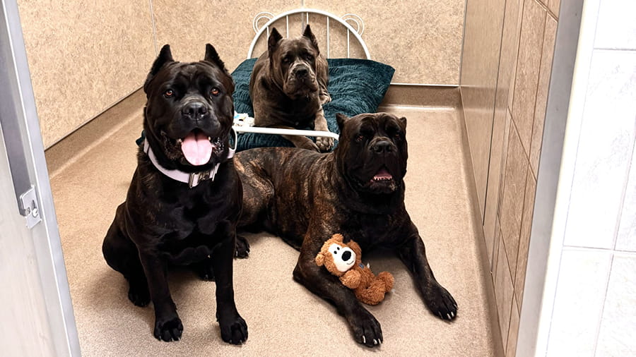 Luxury dog boarding at VCA Bakersfield Animal Hospital