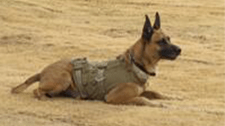 720x405 bonita CustomsCanines