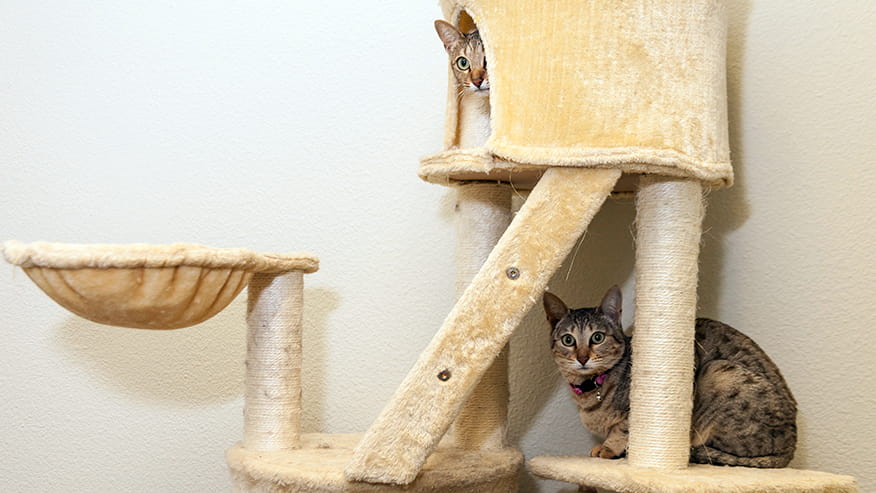 876x493 care redding Services CatBoarding