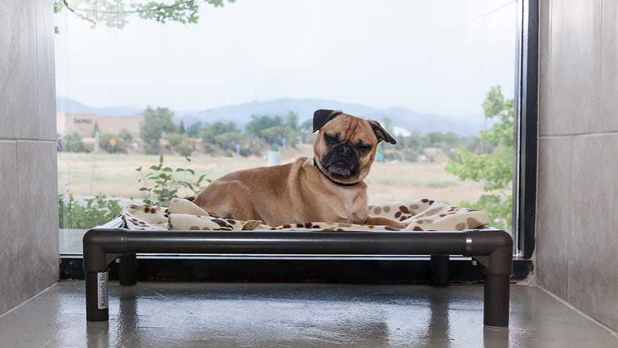 876x493 care redding Services PetBoarding