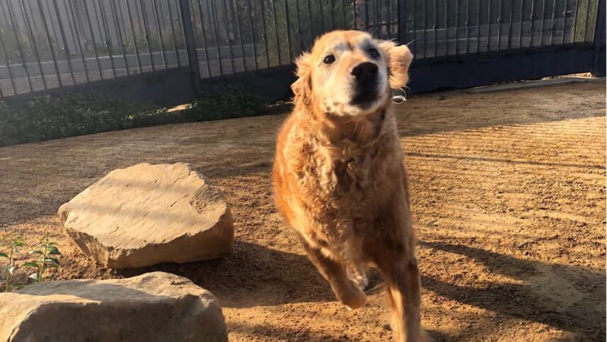 VCA Chatsworth Dog Boarding