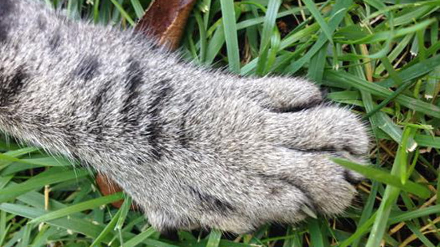 876x493 encina flea and tick control