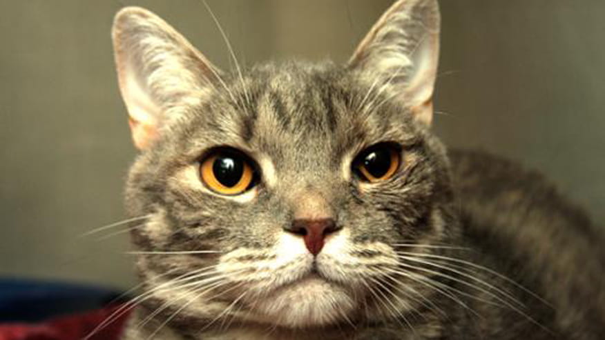 876x493 encina immunizations