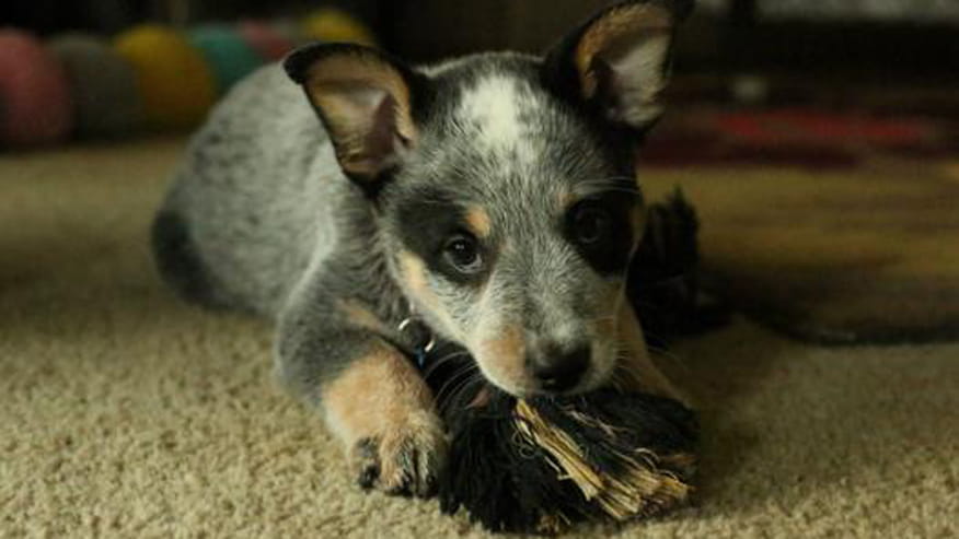 876x493 encina preventive medicine