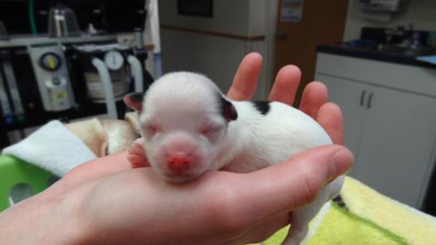 876x493 encina wellness exams