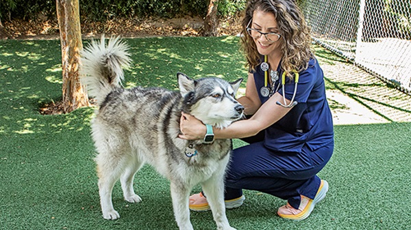 VCA Mueller veterinary staff petting Husky dog