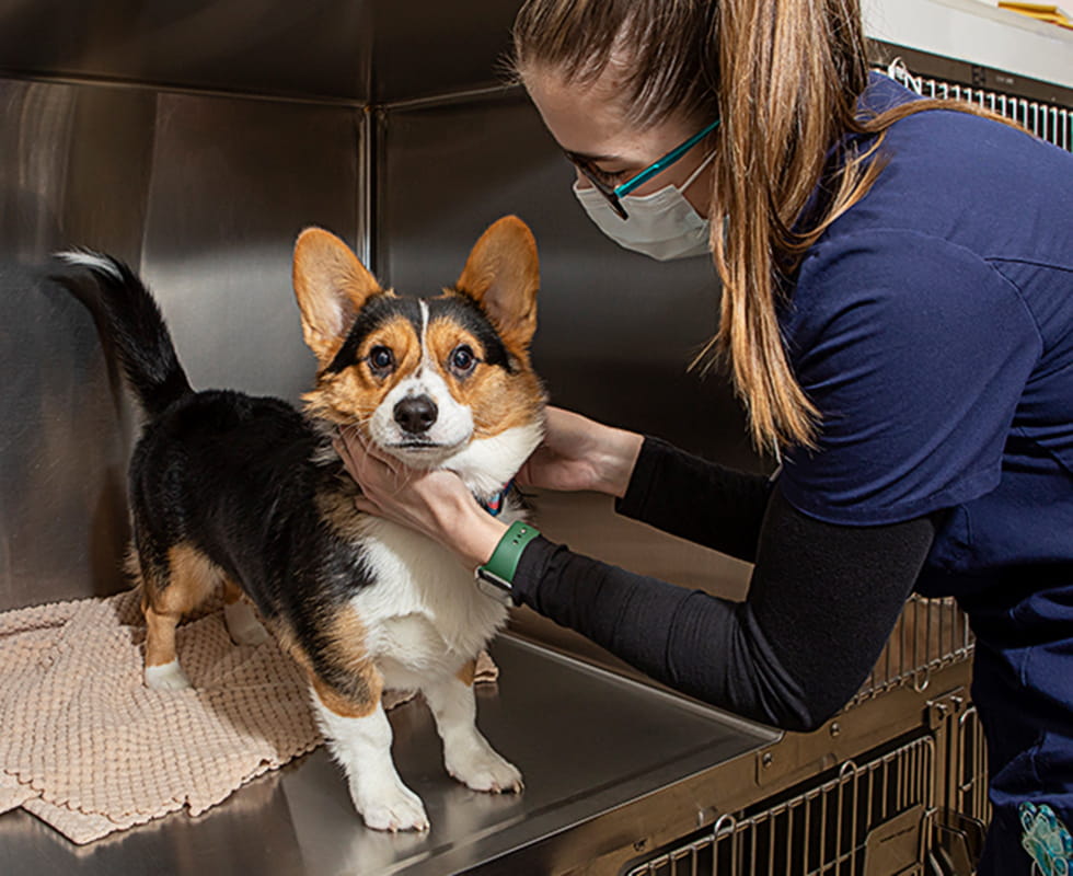 Veterinary staff with Corgi at VCA Mueller
