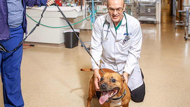 VCA Mueller veterinarian performing canine exam