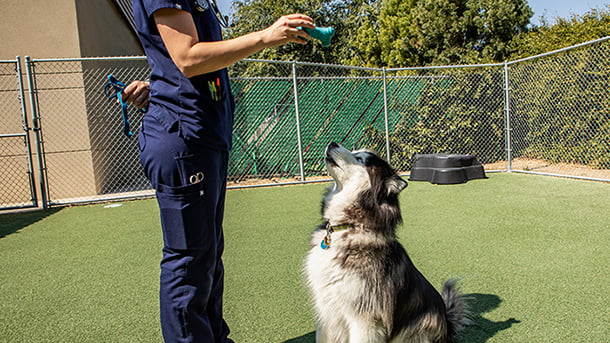 Veterinary staff training dog at VCA Mueller