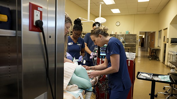 Veterinary staff during a pet emergency at VCA Mueller
