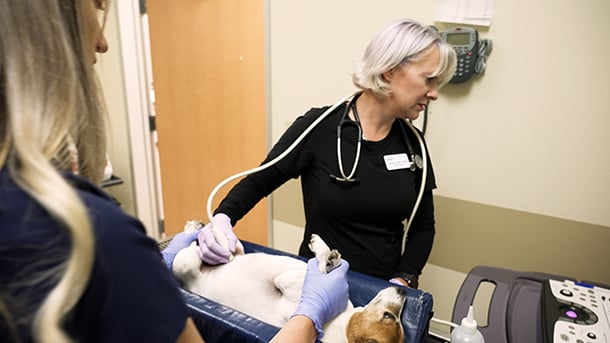 VCA Mueller veterinarian performing ultrasound on dog