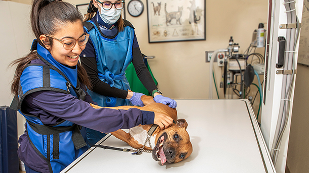 Veterinary radiology staff preparing a dog for x-rays