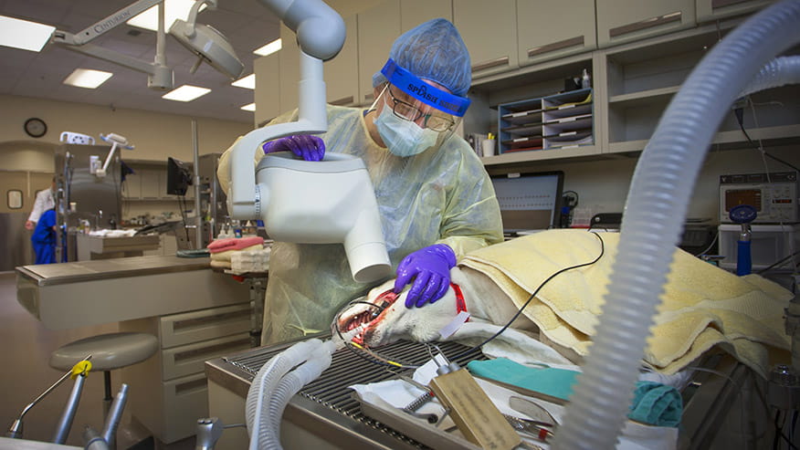 Mueller - Dental Care