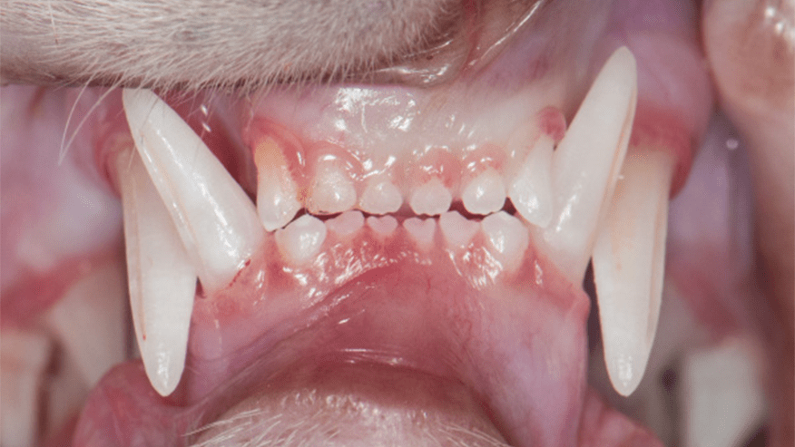 876x493 pet medical center DentalCare