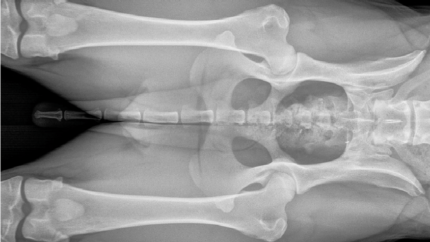 876x493 pet medical center OFAxray