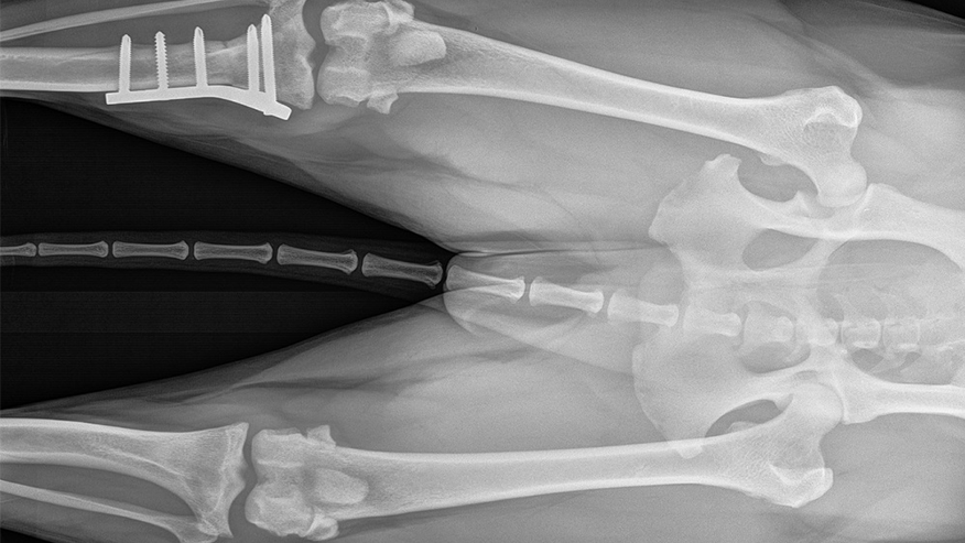 876x493 pet medical center TPLO