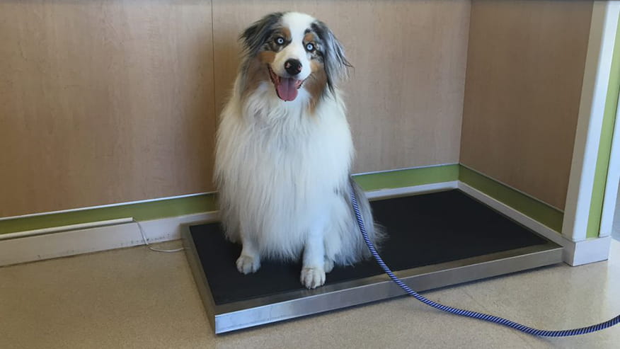 876x493 pinnacle Services PreventiveCare