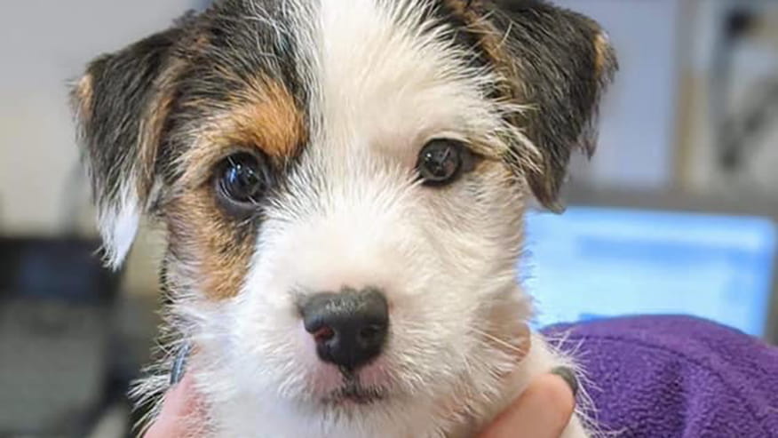 876x493 pinnacle Services Vaccinations