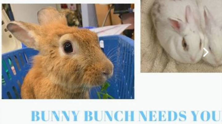 Bunny Bunch Rabbit Rescue