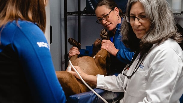 Veterinarian performing an ultrasound on a dog at VCA Animal Hospital of Santa Cruz