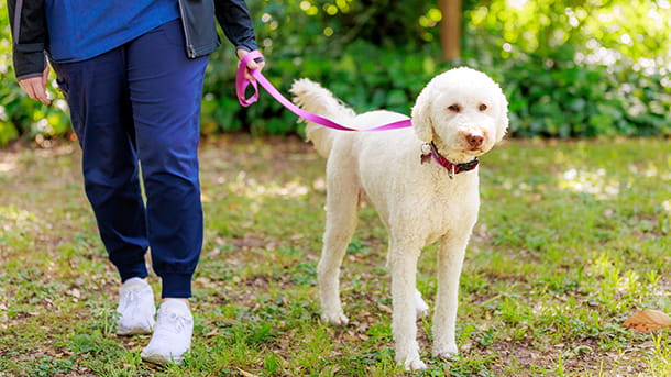 A person walking a dog on a leash