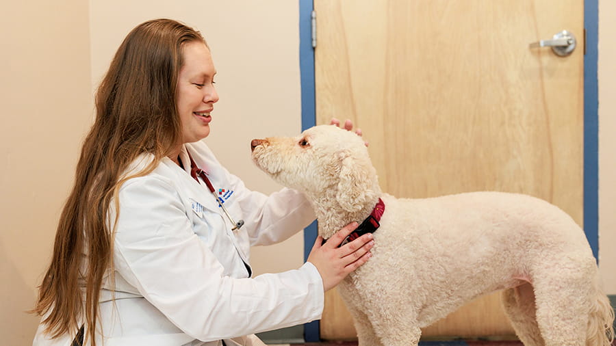 Veterinarian looking at dog