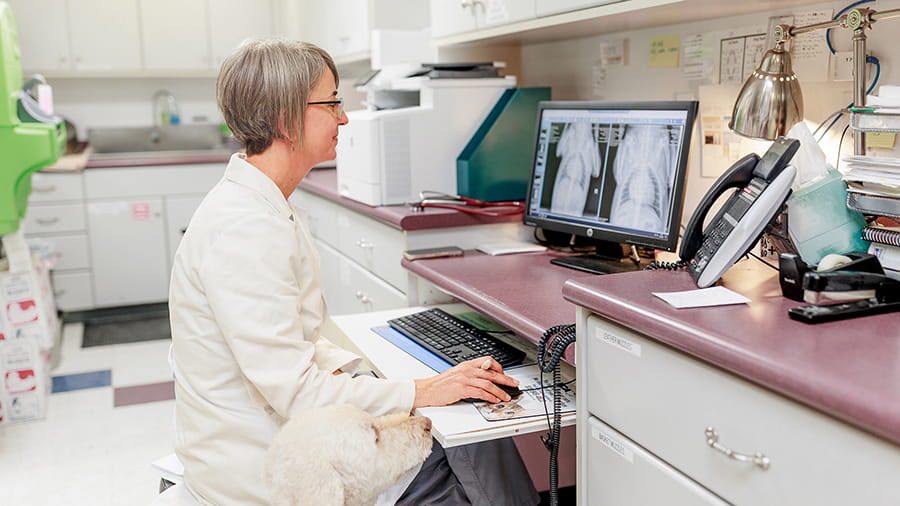 Veterinarian looking at a digital X-ray