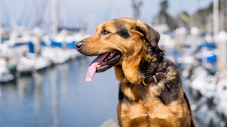 Brown and black dog at the marina by the water with boats in the background