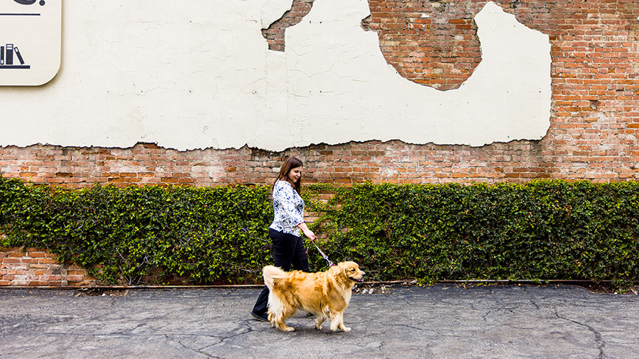 Woman walking Golden Retriever in Tustin, CA