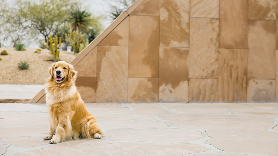 Golden Retriever in Tustin, CA