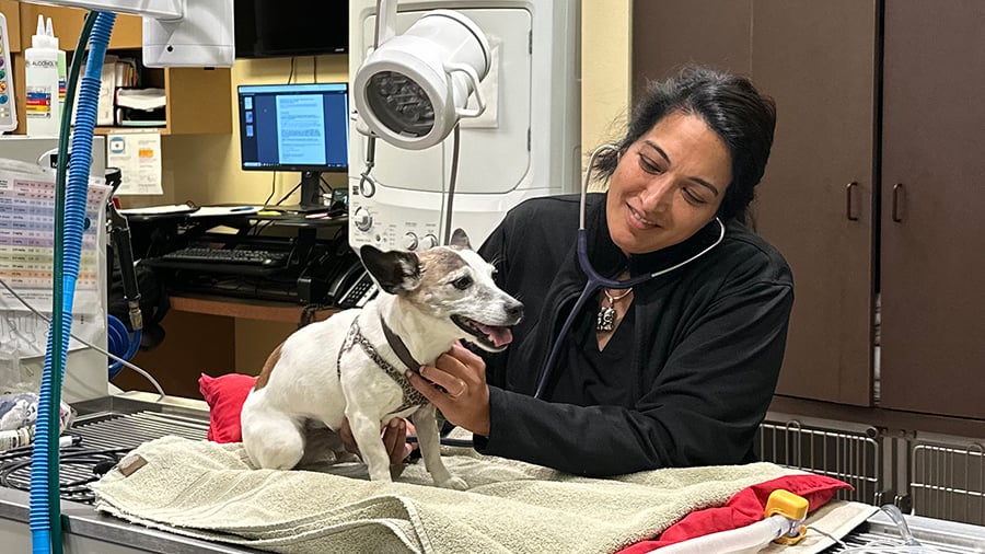 VCA Village Park veterinarian giving dog an exam