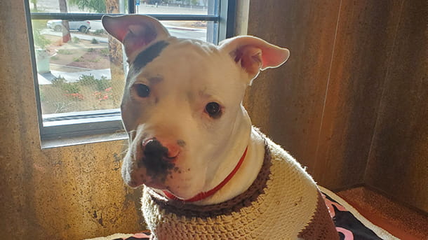 Dog at VCA Village Park Animal Hospital