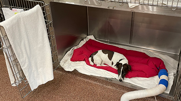 Dog in veterinary care after surgery