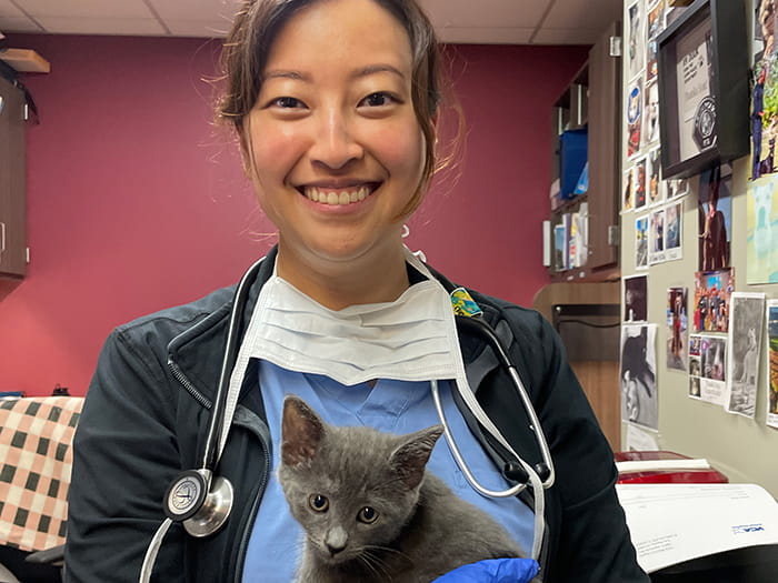 Veterinarian holding a kitten