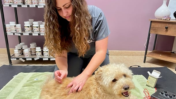 Dog receiving acupuncture at VCA Yorba Regional Animal Hospital