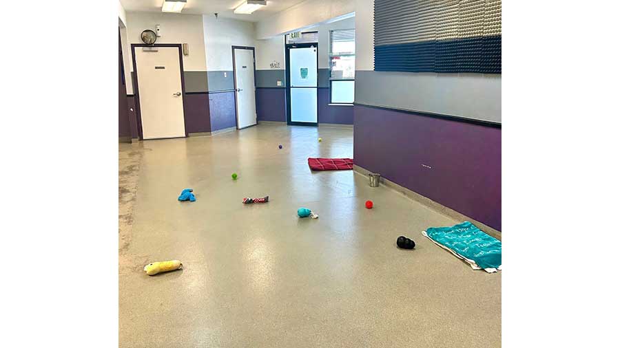 VCA Mountainview Animal Hospital & Pet Lodge - Indoor Play Room