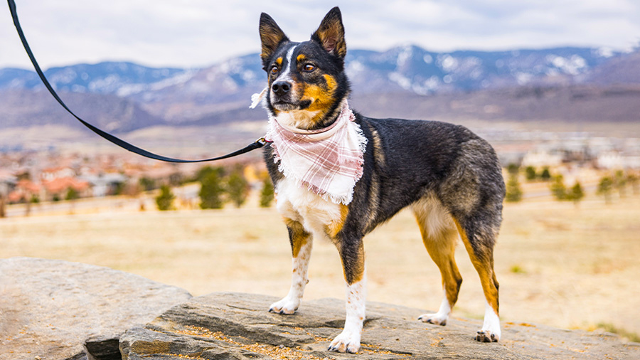 Shepherd dog wearing a bandana on a leash in Denver, CO