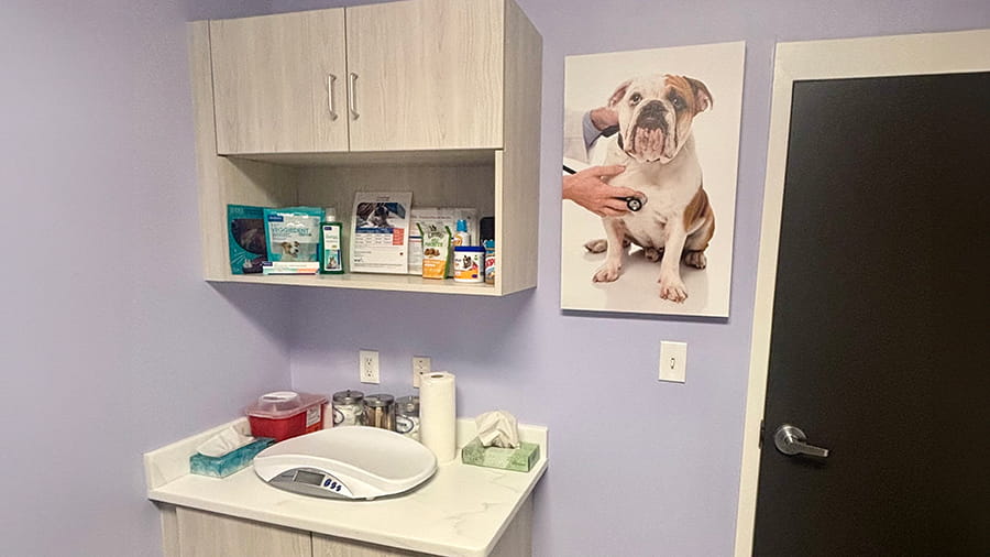 VCA Cypress Creek exam room