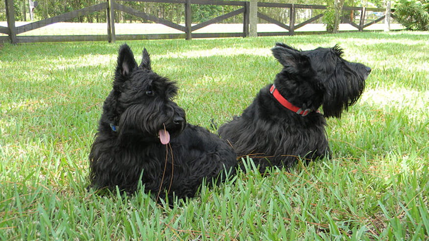 VCA Hollywood Animal Hospital two Schnauzers on grass