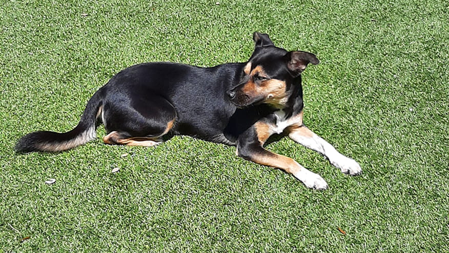 Climate Controlled Boarding Indian Trace