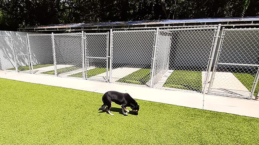 Dog Boarding Indian Trace